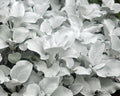 Senecio Angel's Wings