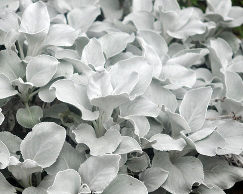 Senecio Angel's Wings