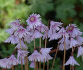 Soldanella Sudden Spring
