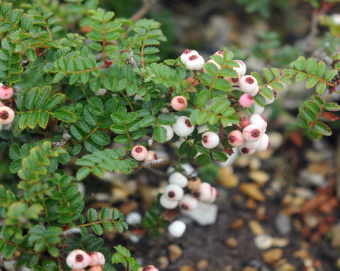 Sorbus poteriifolia
