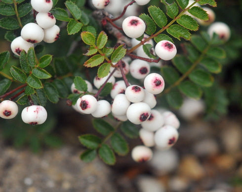 Sorbus poteriifolia