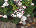 Sorbus poteriifolia