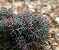 Small pink flowers with spiny grey foliage