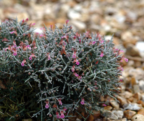 Small pink flowers with spiny grey foliage