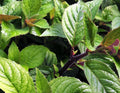 Deep green serrated foliage on bristly stems