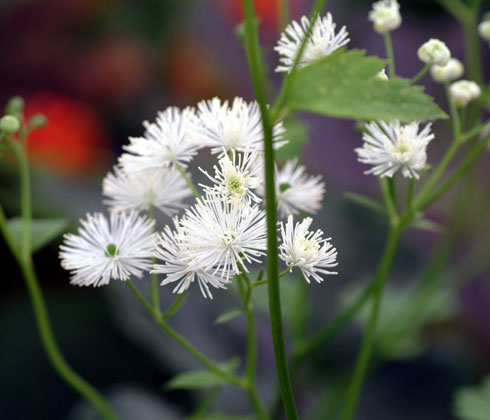 Trautvetteria caroliniensis var occidentalis
