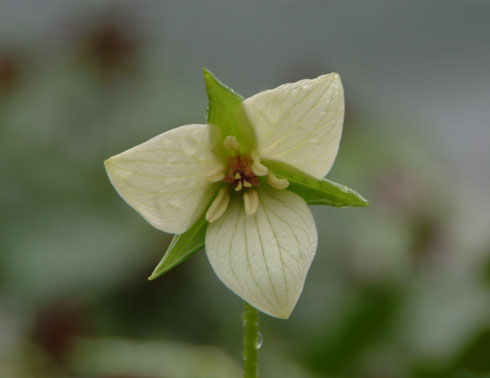 Trillium flexipes x erectum hybrids