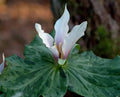 Lightly rose tinted white flowers over lightly mottled foliage.