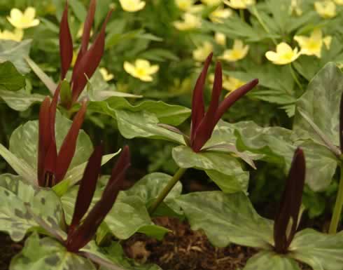 Rich burgundy red upright petals