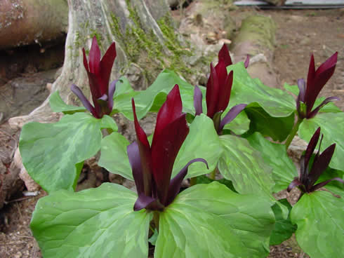 Rich red vertical petals and fresh green leaves.
