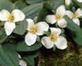 Trillium nivale