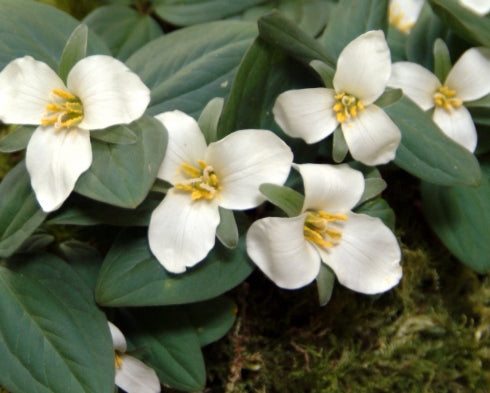 Trillium nivale