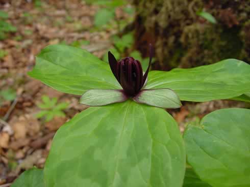 Short dark red petals and rich green foliage