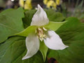 Trillium tschonoskii