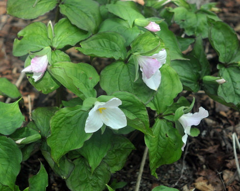 Trillium grandiflorum Blush
