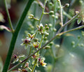 Veratrum maackii