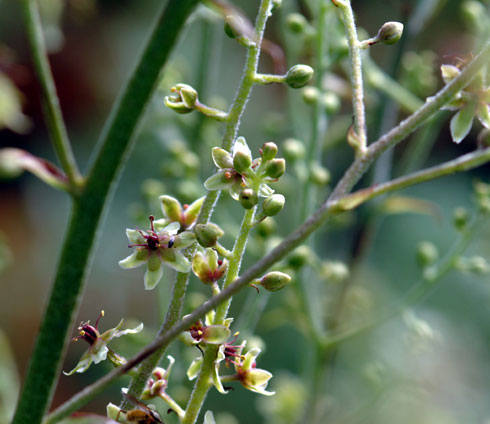 Veratrum maackii
