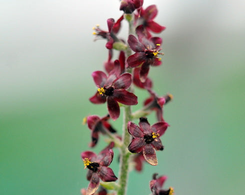 Veratrum schindleri