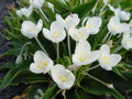 Purest white flowers in multiples in early spring.