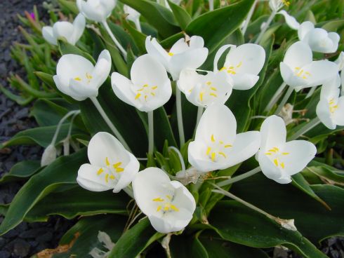 Purest white flowers in multiples in early spring.