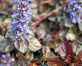 Blue flowers in spikes over brown foliage