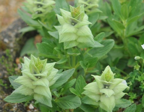 Beautiful creamy green bracts on short stems.