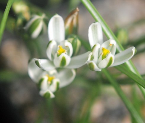 White flowers in masses