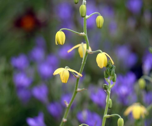 Bright golden yellow flowers on rigid stems.
