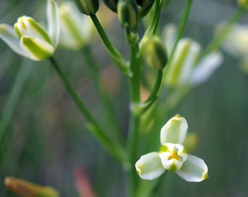 Pale creamy yellow flowers in masses
