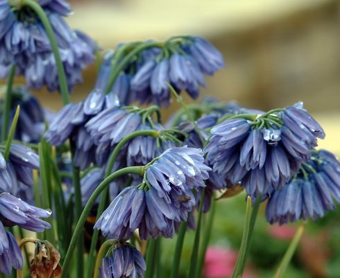 Nice pale blue flowers in terminal bunches.