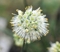 Crisp white flowers on sturdy stems in autumn
