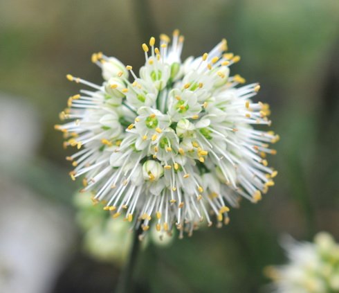 Crisp white flowers on sturdy stems in autumn