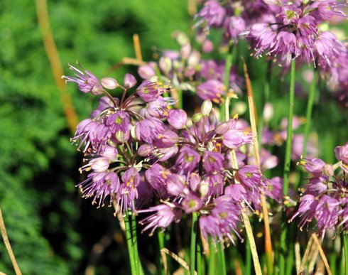 Nice rich pink flowers in spherical heads in late summer.