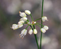 numerous small white tubualr flowers in loose flowerheads