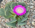 Brightest pink flower over greyish fleshy foliage