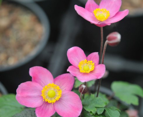 Nice strong pink single flowers and attractive deep green foliage.