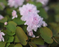 Palest pink full double flowers