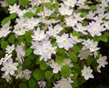 Palest pink flowers and ferny rich green foliage.