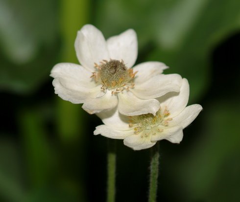 Upward facing creamy yellow buttercup like flowers
