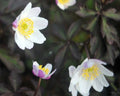 Nice dark foliage and pale pink flowers.