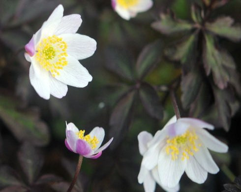 Nice dark foliage and pale pink flowers.
