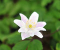 Palest pink flowers over fresh green foliage.