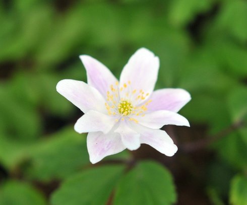 Palest pink flowers over fresh green foliage.
