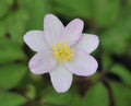 Palest pink rounded flowers over fresh green foliage