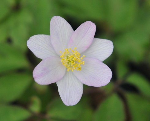 Palest pink rounded flowers over fresh green foliage