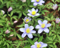 Nice blue buttercup-like flowers.