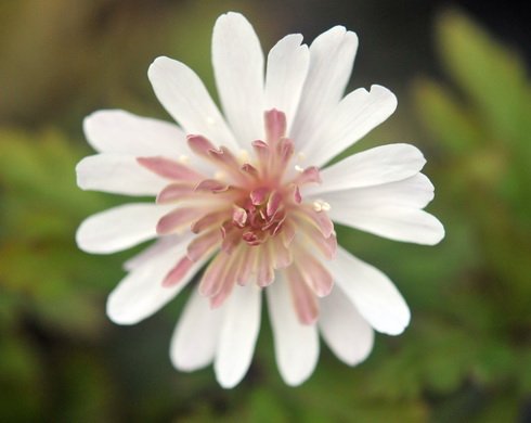 Fully double mid pink flowers.