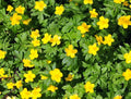 Rich yellow flowers in masses.