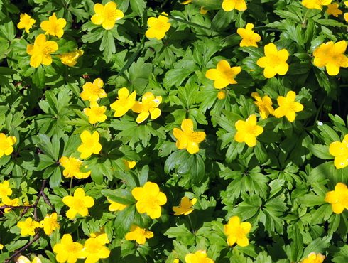 Rich yellow flowers in masses.
