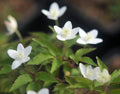 Big clean white flowers over fresh green foliage